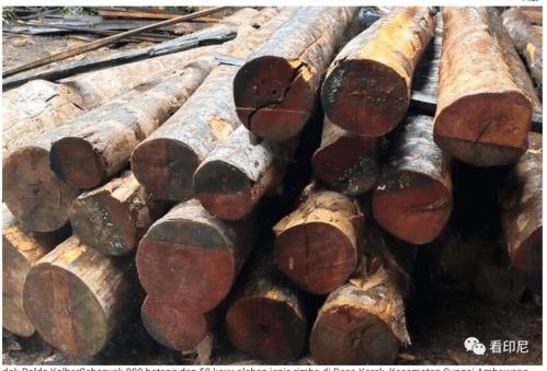 疫情下的多维冲击 死亡数据、政治问责与个体遭遇