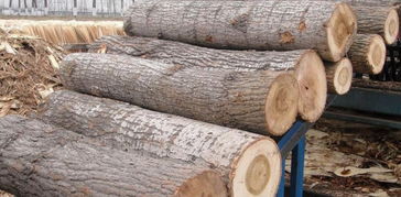 杨木原木采购指南 价格行情、厂家资源与选购要点