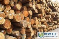 松江九亭木材加工 建筑建材与家具制造的优选材料